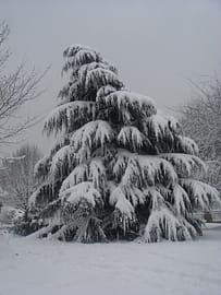 White evergreen Christmas tree