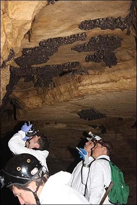 Modern bat survey | fws.gov