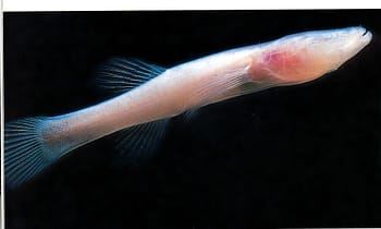Cave blind fish Cave blind fish