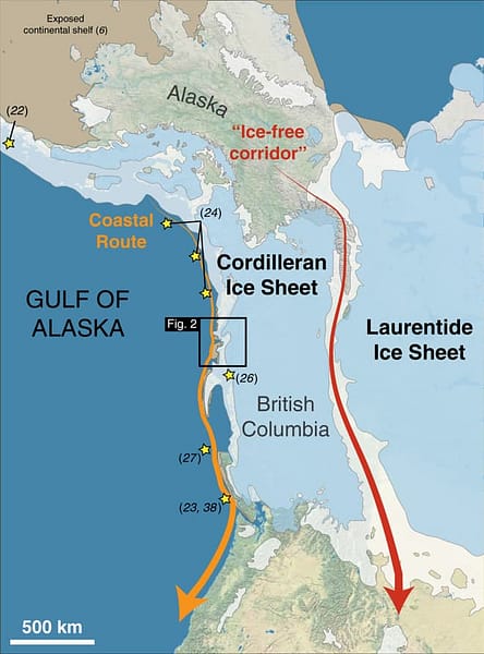 Beringia deglaciation of Pacific Coast corridor | North American Lion