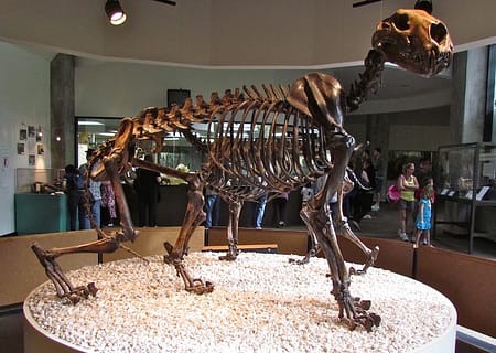 North American Lion skeleton - Rancho La Brea Tar Pits