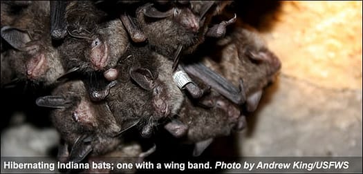 Hibernating Indiana bats Hibernating Indiana bats | fws.gov